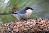 PYGMY NUTHATCH WITH SUNFLOWER SEED