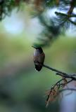 BROAD-TAILED HUMMINGBIRD AT REST