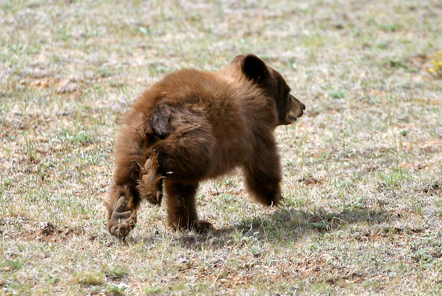 Bear Cub IV