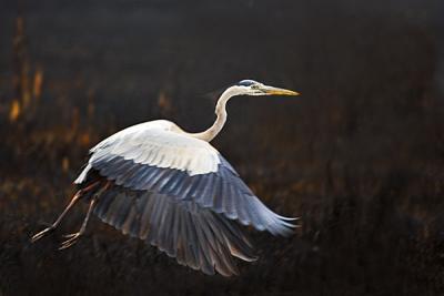 Heron Flying