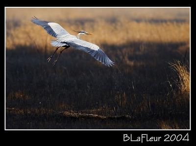 Flying Heron
