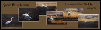 Flight of the Heron