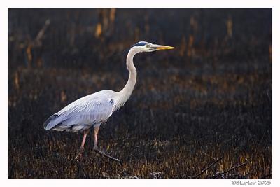 Great Blue Heron