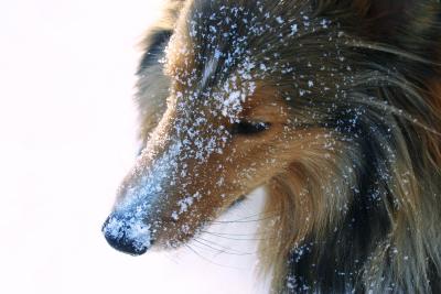 u16/blownaway36/medium/39023476.Kaceysnowface.jpg