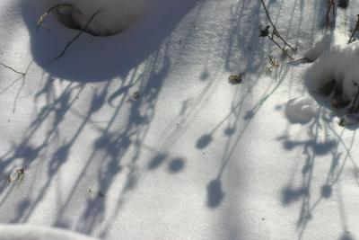 Shawdow in the snow
