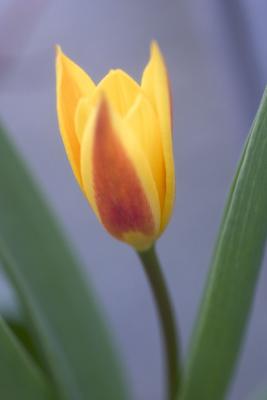 Tulip of spring
