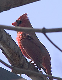 Cardinal 2.jpg