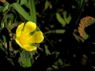 wMckee Besh Yellow Flower.jpg