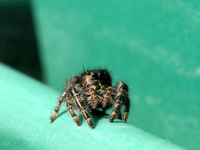 wJumping Spider1.jpg