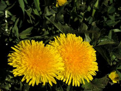 wDandelion.jpg