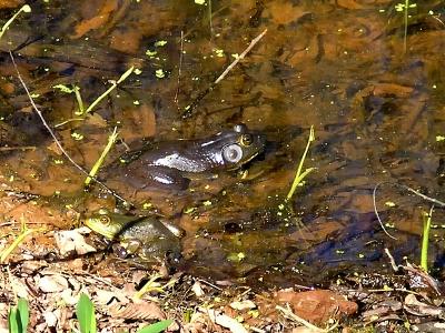 wFrogs.jpg