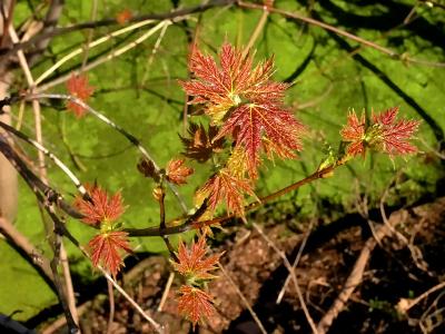 wMaple Leaves1.jpg