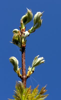 wMaple Leaves4.jpg