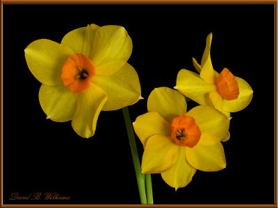 wTri Daffodil1.jpg