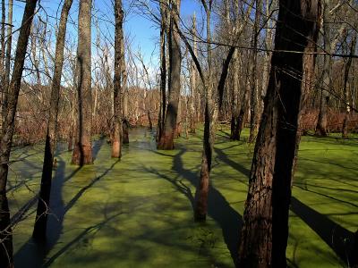 wMckee Besh Swamp Shadows1.jpg