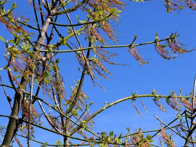wMckee Besh Wind in Tree.jpg