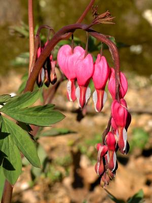 wBleeding Hearts1.jpg