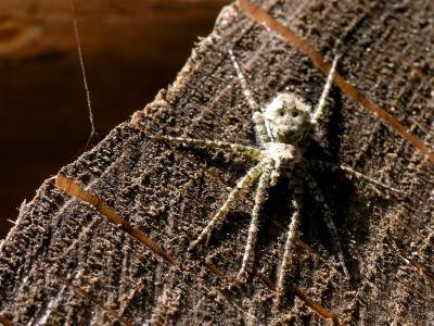 wSpider on Wood2.jpg