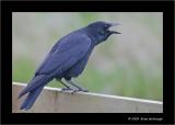 carrion crow .2.jpg