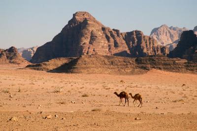 Camels, Wadi Rum