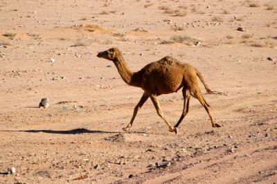 Camel trotting through Wadi Rum