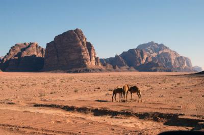 Camels, Wadi Rum