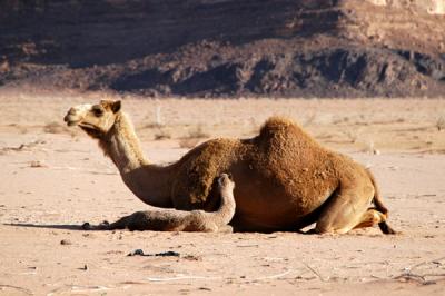 Mother and baby camel, Wadi Rum