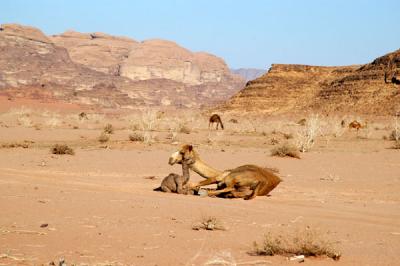 Mother and baby camel resting, Wadi Rum
