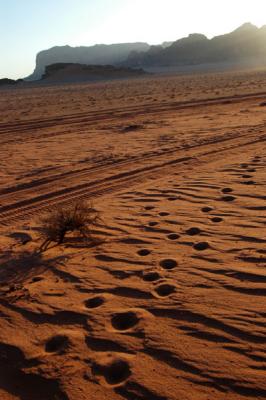 Camel tracks, Wadi Rum