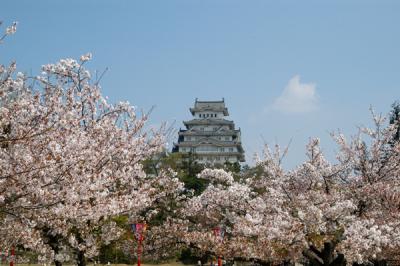 u16/bmcmorrow/medium/42162668.himejiapr05087.jpg