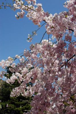 u16/bmcmorrow/medium/42162685.himejiapr05397.jpg