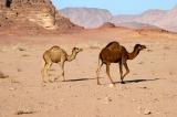 Camels come in different colors