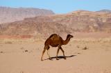 A dark camel, Wadi Rum