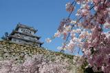 Himeji Castle during Aprils cherry blossoms