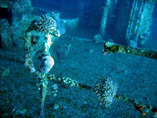 Corals have started to grow on the wreck as well