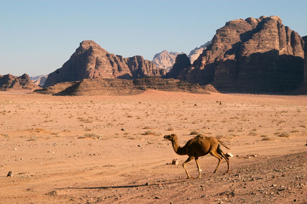 Camel, Wadi Rum
