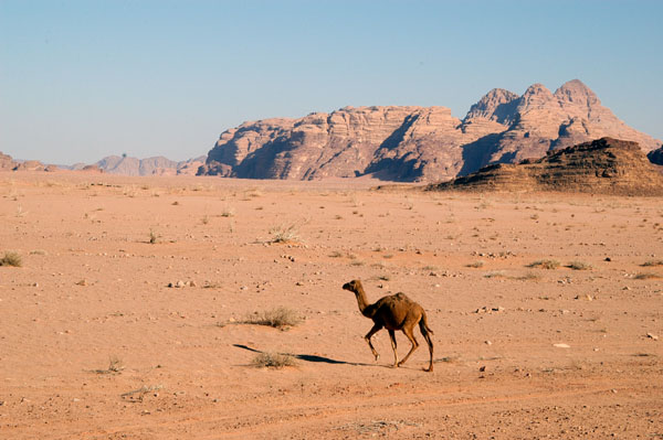 Camel, Wadi Rum