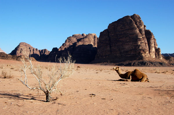 Camel, Wadi Rum
