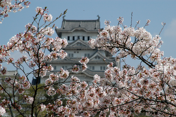 Cherry blossoms, Himeji Castle