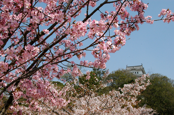 A less-common and pinker variety of cherry blossom, Himeji