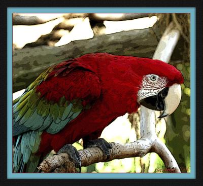 macaw  poster edge matted framed.jpg