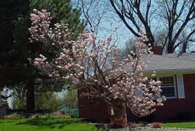 Beauty of Spring 3