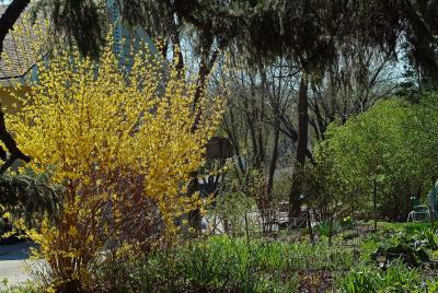 Beauty of Spring 4
