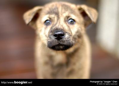 u16/boogier/medium/42088938.DSC_1503.jpg