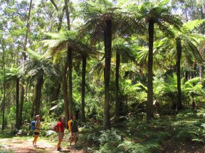 awesome tree ferns