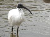 ibis