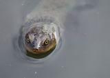 short necked turtle