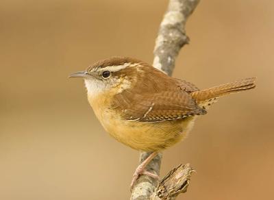 Carolina Wren.jpg