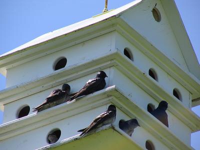 Hirondelle noire - Purple Martin
