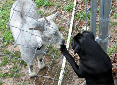 watson meets our new goat tiny